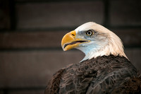 ‘Bald Eagles in Your Backyard’ program at Tulpehaking Nature Center in Hamilton