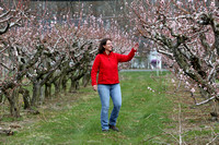 Peach Trees at Terhune Orchards 4/16/2013
