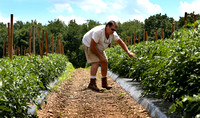 Farmer Walter Bonczkiewicz inspecting his tomato plants 7/6/2013