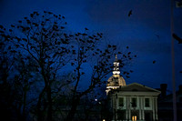 Crows in Trenton