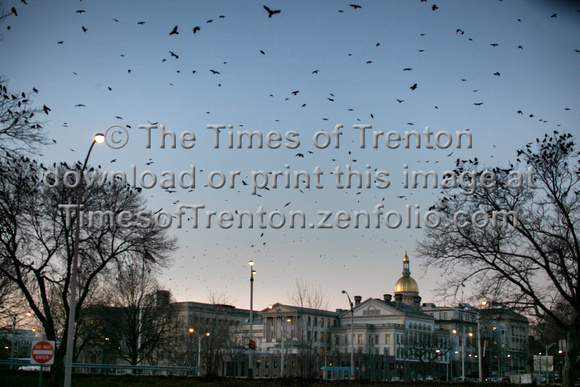 Crows in Trenton
