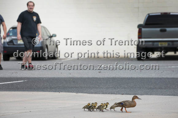 Lawrence firefighters rescue ducklings from storm drain