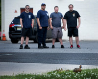 Lawrence firefighters rescue ducklings from storm drain
