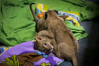 New lion cubs at Six Flags Great Adventure and Safari