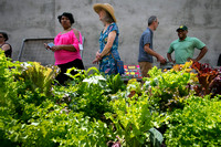 Crisis Ministry's thriving community garden project Hanover Garden