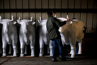 Herd of life-size fiberglass oxen arrives in Hopewell