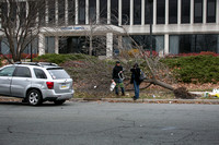 Car hits, knocks over tree in Trenton