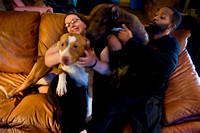 Pit Bulls reunited with owners